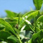 Three – Tea – Tree  : ชาสามต้น
