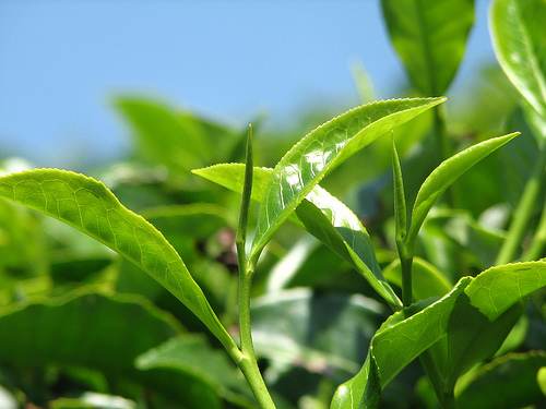 Three – Tea – Tree  : ชาสามต้น
