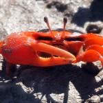 Crab – Crap :  เรื่องของปู