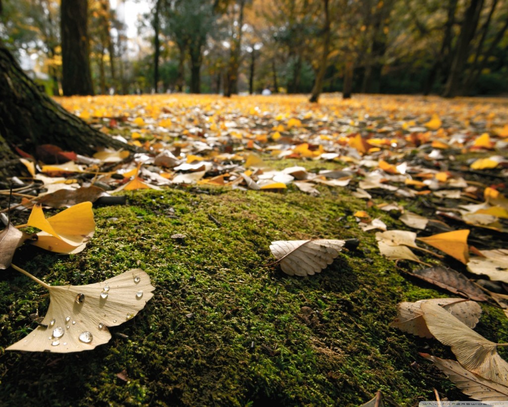 leaves