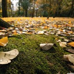  Leave –  Leaf : ใบไม้ที่จากไป