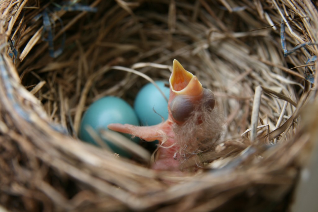 ความแตกต่าง Nest Net