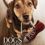 รีวิวหนัง A Dog’s  way home เพื่อนรักผจญภัยสี่ร้อยไมล์