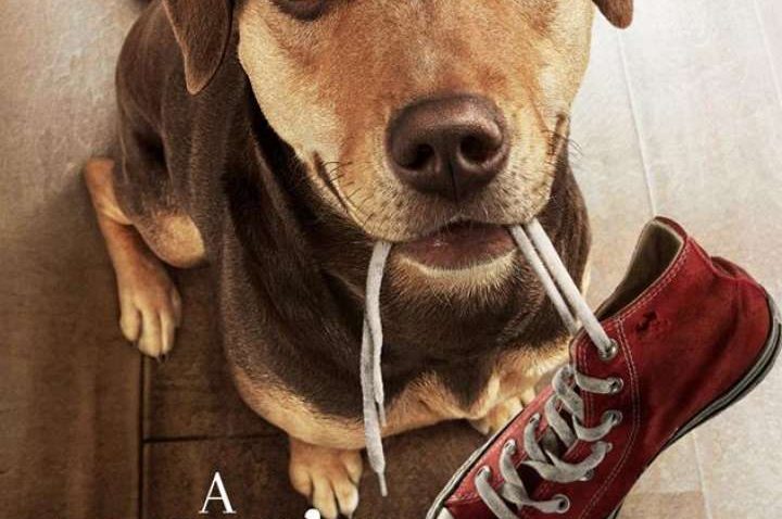 รีวิวหนัง A Dog’s  way home เพื่อนรักผจญภัยสี่ร้อยไมล์